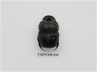 藏品(大黑糞金龜)的圖片